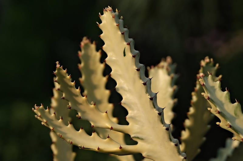 Cacti Collection