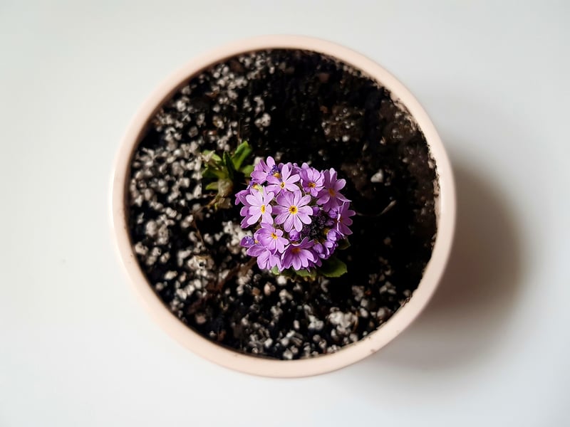 Low Light Plant