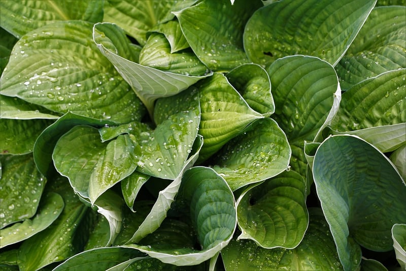 Hostas in Partial Shade