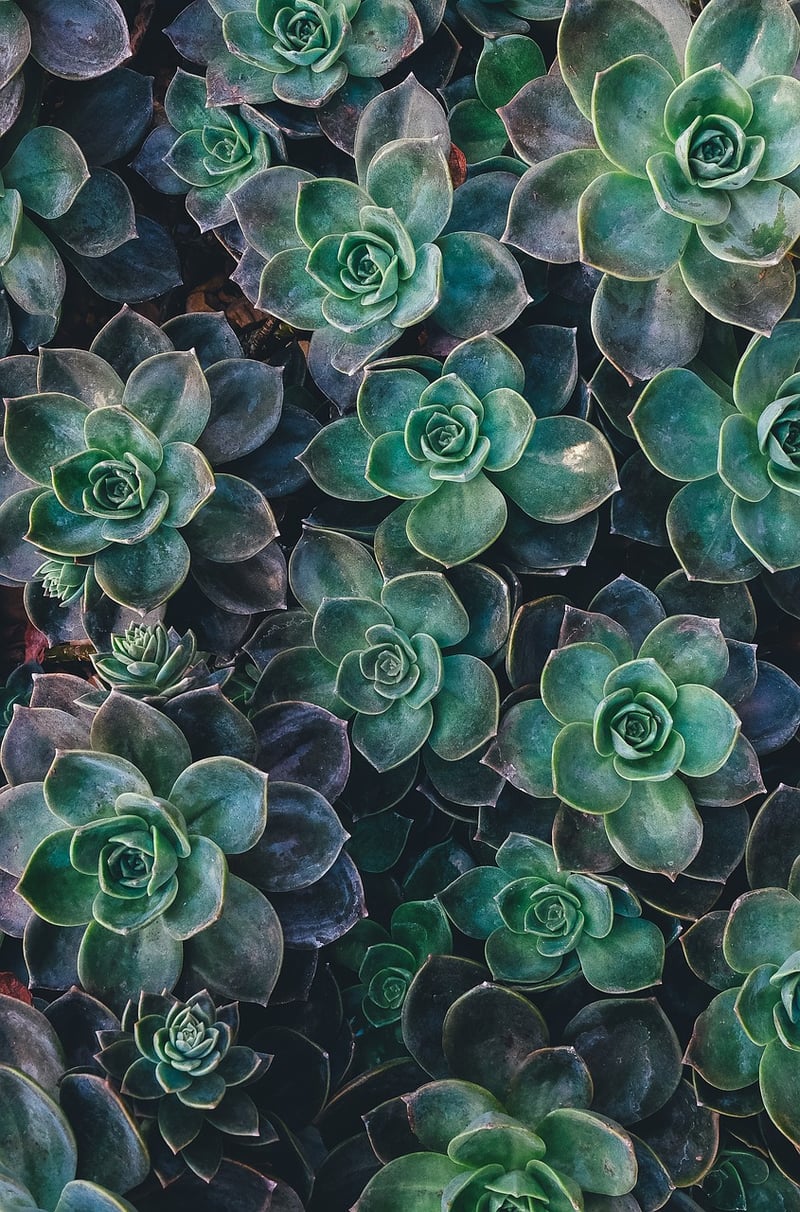 Succulent Corner